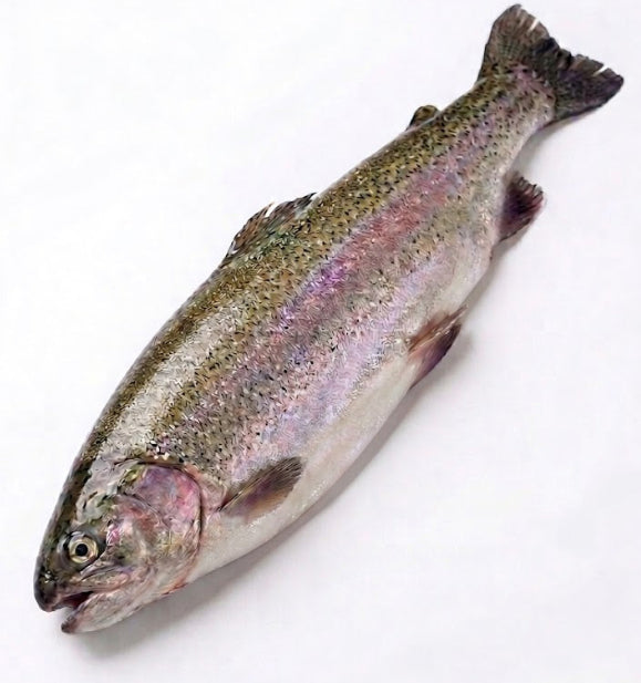 ASC Deutsche Lachsforelle, rund (nicht ausgenommen mit Kaviar), frisch –  heidefisch.de
